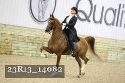 23R13_14082 thumbnail