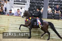 23R13_14271 thumbnail