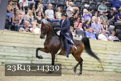 23R13_14339 thumbnail