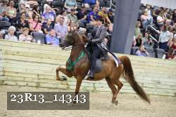 23R13_14343 thumbnail