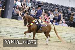 23R13_14575 thumbnail