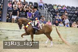 23R13_14577 thumbnail