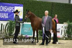 23R13_15081 thumbnail