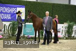 23R13_15082 thumbnail