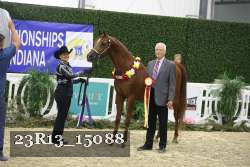 23R13_15088 thumbnail