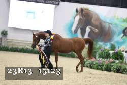 23R13_15123 thumbnail