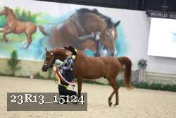 23R13_15124 thumbnail