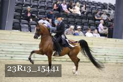 23R13_15441 thumbnail