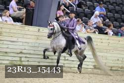 23R13_15443 thumbnail