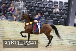 23R13_15521 thumbnail