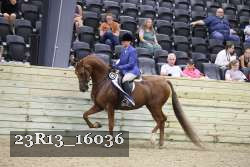 23R13_16036 thumbnail