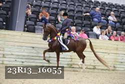 23R13_16055 thumbnail