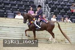 23R13_16057 thumbnail