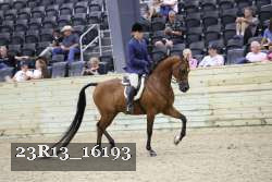 23R13_16193 thumbnail