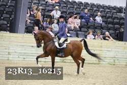 23R13_16215 thumbnail