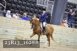 23R13_16288 thumbnail