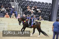 23R13_16386 thumbnail