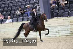 23R13_16439 thumbnail