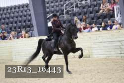 23R13_16443 thumbnail