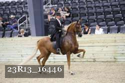 23R13_16446 thumbnail