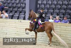 23R13_16487 thumbnail