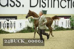 24BUCK_00001 thumbnail