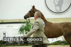 24BUCK_00002 thumbnail