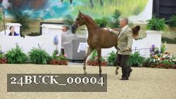 24BUCK_00004 thumbnail