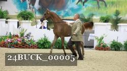 24BUCK_00005 thumbnail