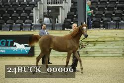 24BUCK_00006 thumbnail