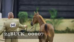24BUCK_00007 thumbnail