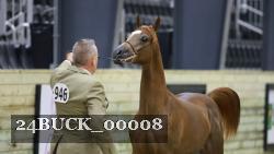 24BUCK_00008 thumbnail