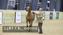 24BUCK_00009 thumbnail