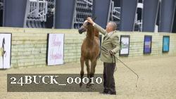 24BUCK_00010 thumbnail