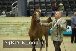 24BUCK_00011 thumbnail