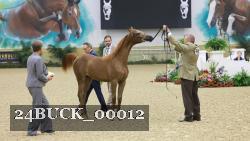 24BUCK_00012 thumbnail