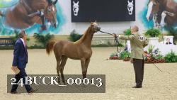24BUCK_00013 thumbnail