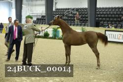 24BUCK_00014 thumbnail