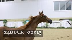 24BUCK_00015 thumbnail