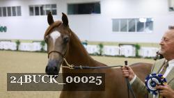 24BUCK_00025 thumbnail