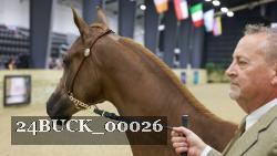 24BUCK_00026 thumbnail