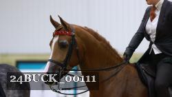 24BUCK_00111 thumbnail