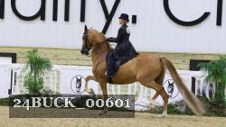24BUCK_00601 thumbnail