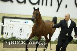 24BUCK_00653 thumbnail