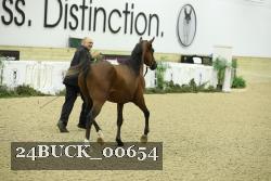 24BUCK_00654 thumbnail