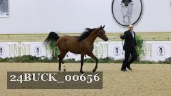 24BUCK_00656 thumbnail