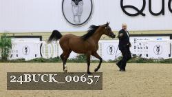 24BUCK_00657 thumbnail