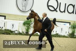 24BUCK_00660 thumbnail