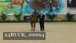 24BUCK_00664 thumbnail