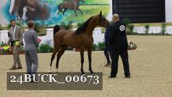 24BUCK_00673 thumbnail